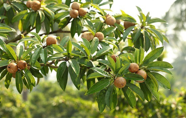 Chikoo Orchards